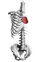 Gif animé coeur anatomie